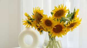 Girassol: 4 benefícios de ter a planta em casa