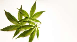 Maconha na adolescência? Estudo revela o dobro do risco em diagnósticos psiquiátricos