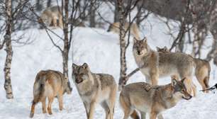 8 curiosidades sobre como os animais caçam na natureza