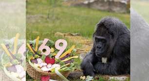 A gorila que virou lenda: Fatou faz 69 anos e se torna símbolo da longevidade em cativeiro