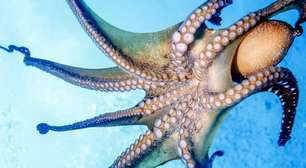 Além do vermelho: a diversidade do sangue na natureza explicada pela evolução, pela química e pela adaptação dos seres vivos