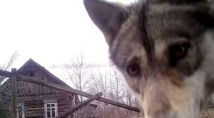 Como zonas proibidas de Chernobyl e entre as Coreias se tornaram paraíso da vida selvagem