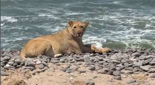 Fenômeno raro: leões abandonam dunas e aprendem a viver na praia