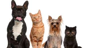 O "sexto sentido" dos pets explicado: como cães e gatos percebem mudanças atmosféricas antes das tempestades chegarem