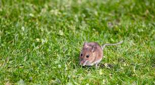9 coisas no seu jardim que podem atrair ratos para sua casa