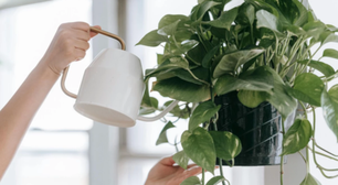 "Se as folhas das suas plantas têm pontas secas e marrons, não é um problema de rega", diz especialista em plantas