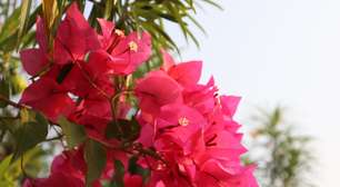 Nem orquídea, nem jasmim: essa flor colorida é uma das mais fáceis de sobreviver ao clima brasileiro