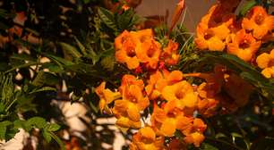Essa planta pouco conhecida floresce o ano todo e requer o mínimo de manutenção