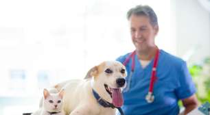 8 motivos para vacinar o seu animal contra a raiva