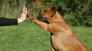 Por que os cães inclinam a cabeça quando falamos com eles: a ciência da audição, visão e comunicação entre humanos e cães