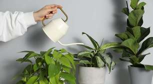 Álvaro Pedrera, especialista em plantas: "Regar uma vez por semana é o erro que mais mata plantas"