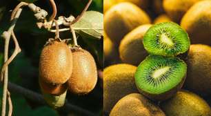 O jeito mais simples de plantar kiwi no quintal de casa