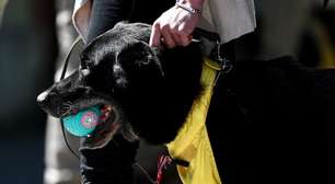 Brincar com cachorro fortalece vínculo emocional entre pet e tutor, diz estudo