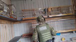 Fiscalização ambiental da Brigada Militar no Litoral Norte e Região Metropolitana alcança mais de 30 animais entre resgates e apreensões