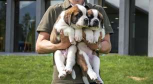 UE adota primeira regulamentação do bloco para proteção de cães e gatos de criadouros