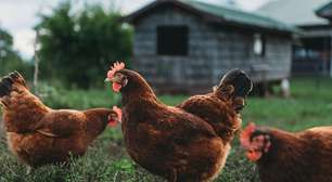 Exportação de frango reforça cadeia de nutrição