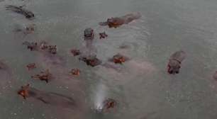 Magnata indiano quer salvar do abate hipopótamos de Pablo Escobar