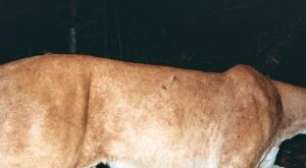 Estudo inédito registra jaguarundi predando duas espécies de lagartos na Caatinga pela primeira vez