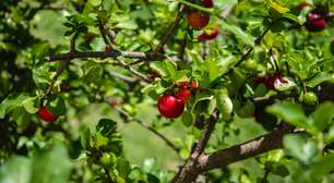 Quer ter um pé de acerola no quintal? Veja estas dicas