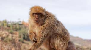 Estudo mostra que macacos de Macaco-de-Gibraltar vêm adotando dieta inusitada para evitar problemas digestivos; entenda