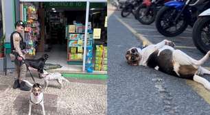 Cães viralizam com rotina em batalhão da PM: 'Patrulha da Fofura'