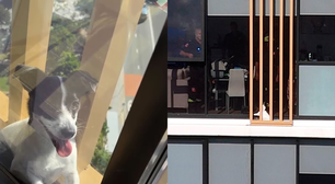 Brasileiro ajuda a resgatar cachorrinha presa no guarda-corpo de 13º andar de prédio na Austrália