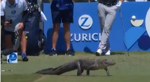 Jacaré invade gramado e rouba a cena durante final de campeonato de golfe