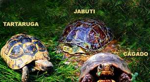 Conheça as diferenças entre tartarugas, jabutis e cágados