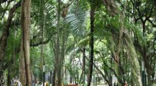 Recife promove Concerto no Parque com música clássica e popular ao ar livre; saiba quando