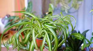 A planta ideal para o seu banheiro, para que você esqueça o mofo e a umidade