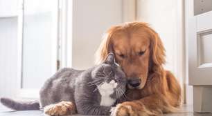 Pets sentem tédio? Veja como transformar a rotina do seu melhor amigo