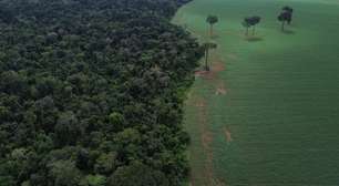Brasil reduz em 42% perdas florestais em 2025, aponta estudo