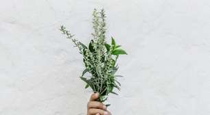 Duas lindas plantas que garantem uma casa sem pulgas ou carrapatos