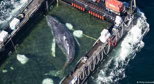 Baleia que encalhou na costa alemã está em reboque rumo ao mar aberto