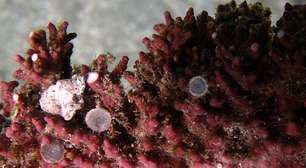 Modelo brasileiro utiliza Inteligência Artificial para proteger ecossistemas no fundo do mar