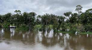 Desmatamento tropical desacelera em 2025 após recorde histórico, diz relatório