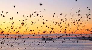 Murmuração dos estorninhos: como milhares de aves voam em perfeita sincronia sem líder e revelam a inteligência da natureza em grupo