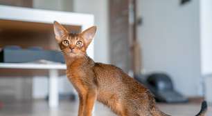 Gato marrom: 6 raças que se destacam pela cor da pelagem
