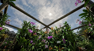 Veja como montar um orquidário no muro e quanto investir para cultivar orquídeas com mais segurança e menos gasto