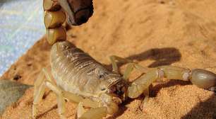 Atenção! Animais no Brasil que matam por envenenamento