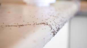 Formigas na cozinha? 5 truques caseiros para afastá-las da sua casa de vez e sem usar veneno