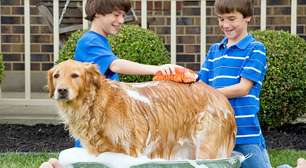 Higiene de cães e gatos: o que você precisa saber para garantir saúde e bem-estar do seu pet no dia a dia