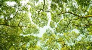 A "timidez da copa" explicada: por que as árvores mantêm espaços entre si no alto e como isso ajuda na vida da floresta