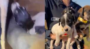 Filhotes de cachorro abandonados em lixão são resgatados pela PM no DF