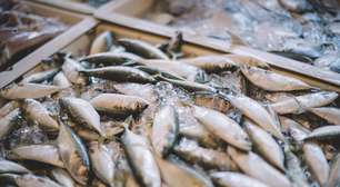 Anvisa suspende lotes de sardinha por presença de Salmonella; veja