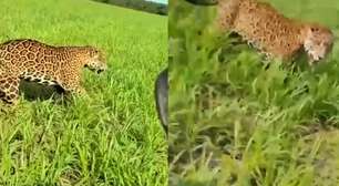 Onça-pintada corre ao lado de fazendeiro em lavoura em Mato Grosso