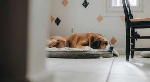 Quais são as 10 raças de cães mais calmas para ter em casa