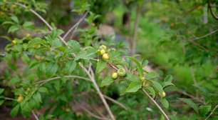 Cientistas de SC estudam possíveis benefícios da guabiroba à saúde
