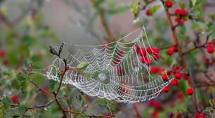 Mensageiros: 5 animais que entregam sinais do mundo espiritual