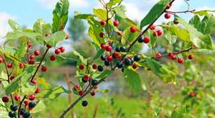 Frângula: para que serve, benefícios e como fazer o chá da planta